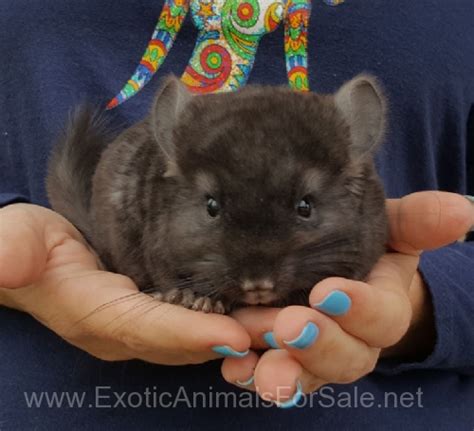 Chinchilla babies for sale in texas breeders, however, are able to breed certain traits into. Chinchillas for sale for Sale