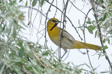 The main attraction, at least in my yard, has been the baltimore oriole! Pictures - Washington Ornithological Society