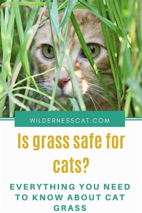 If you have an outdoor cat though, you wouldn't want her eating grass that has been chemically treated. Why Do Cats Eat Grass? What You Need to Know in 2020 | Cat grass, Cat eating grass, Cat nutrition