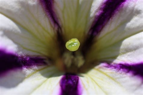 Buah satu ini sangat cocok untuk dimakan buah jambu batu ini memiliki biji yang kecil dengan warna oren keputihan. Gambar : mekar, menanam, ungu, daun bunga, serbuk sari ...