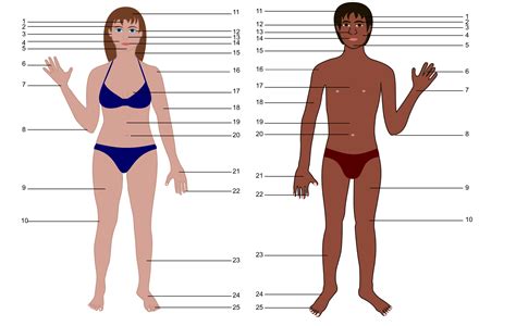 192,000+ vectors, stock photos & psd files. Clipart - Human body both genders with Numbers