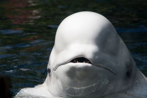 La piel del cachalote tiene un aspecto como si estuviese arrugada. Ballenas - dientes