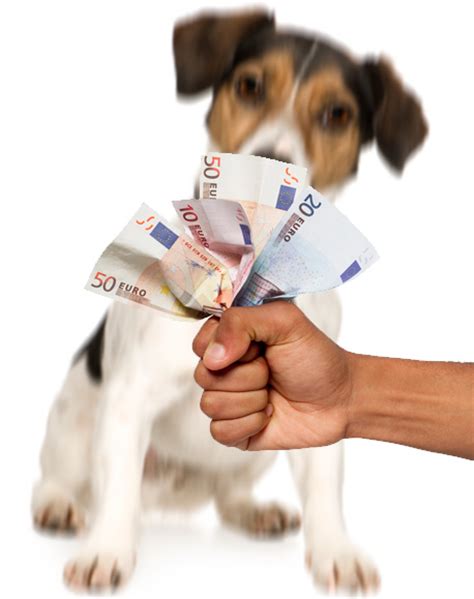 U betaalt hondenbelasting als u één of meer honden heeft. Mooiberghem.nl - alles wat je zeker niet wilt missen ...