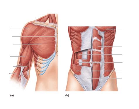 Muscles of the human torso (en) список мышц (ru). Muscles of the Anterior Torso