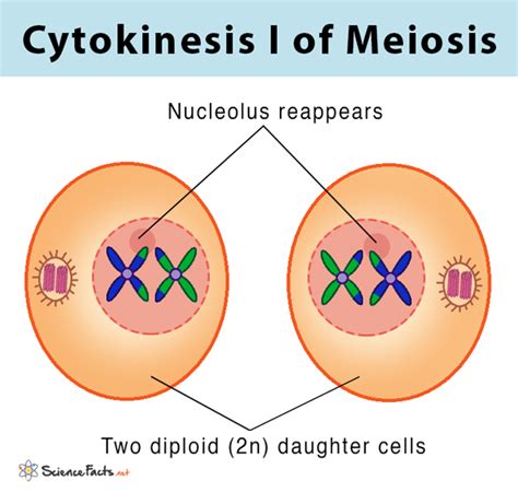 Maybe you would like to learn more about one of these? Meiosis: Definition, Stages, & Purpose with Diagram