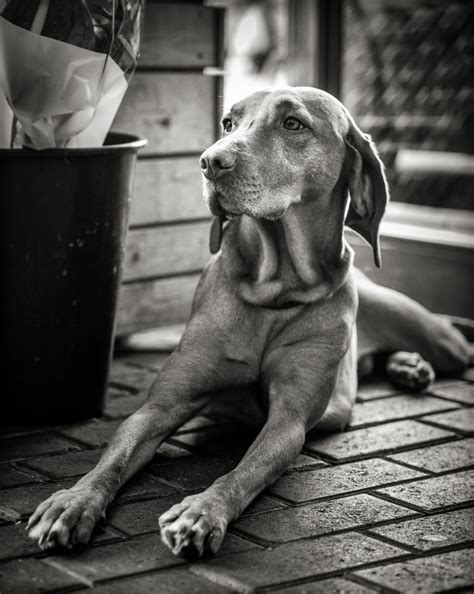 See the search faq for details. dog.waiting | Taken almost 2 years ago and edited in ...