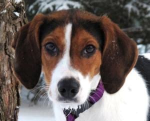 Maybe you would like to learn more about one of these? Adopt Breezia on Petfinder | Beagle mix puppies, Treeing ...