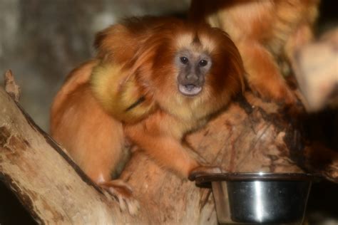 Zoo olomouc na svatém kopečku se nalézá asi 10 km od centra olomouce na okraji nízkého jeseníku ve směru jízdy na šternberk. PRVNÍ MLÁĎATA ROKU 2020 | Zoo Olomouc - Svatý Kopeček