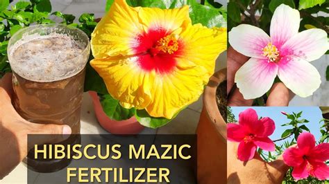 Check spelling or type a new query. Hibiscus magic fertilizer, Hibiscus plant care, गुड़हल पर ...