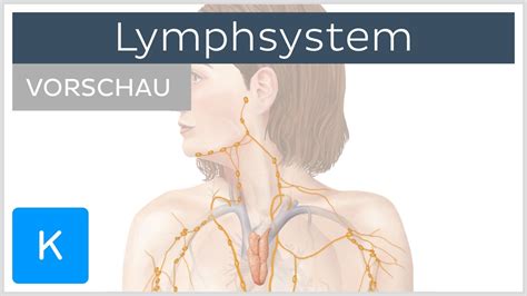 Dazu gehören die lymphknoten, die thymusdrüse (thymus), die milz (lien) und die mandeln (tonsillae). Einführung in das Lymphsystem (Vorschau)- Anatomie des ...