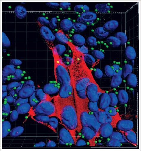 For instance, cytoplasm contain mitochondrial i confirmed that foxo3a in control cells is located in cytoplasm by w.b. Autophagosomes (green spheres) in the cytoplasm of ...