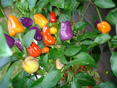 The peppers start out a brilliant purple and turn yellow to orange to red, with all stages of the pepper. Agrobisnis Bulletin: Bolivian Rainbow Capai Superpedas ...