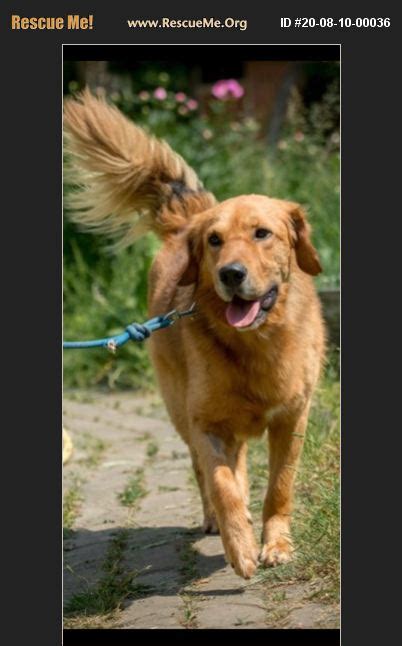 Maybe you would like to learn more about one of these? ADOPT 20081000036 ~ Golden Retriever Rescue ~ Hawley, PA