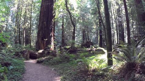 A short 4 mile drive to the parking lot. Humboldt Redwoods State Park - YouTube