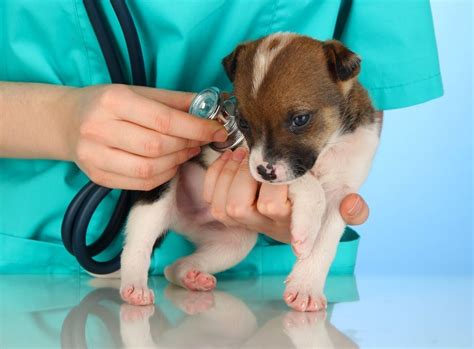 Going to the vet repeatedly over several months for vaccinations, and then for boosters or titers throughout your dog's life, may seem like an inconvenience, but the diseases that vaccinations will shield our pets. Pet Insurance for Cats & Dogs | Cutestpaw | Puppy ...