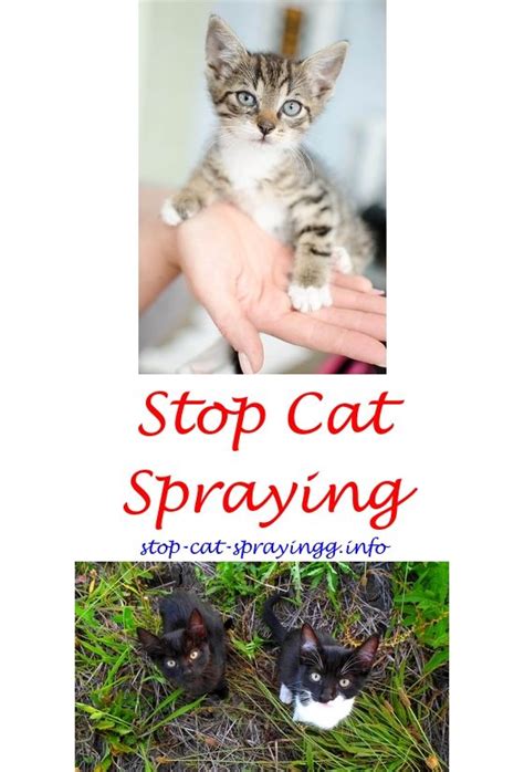 However, female cats usually become more loving, and some tend to rub against almost everything while also being very vocal. Female Cat Spray | Cat pee smell, Male cat spraying, Cat ...