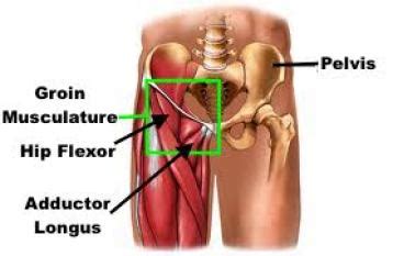 It runs along the inside of your ankle to the bottom of your foot and inserts into the bottom end of your big toe. Fixing Hip Flexor Pain - Squat University