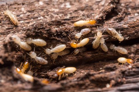 Damage resulting from insects, termites. Is termite damage covered by homeowners insurance ...