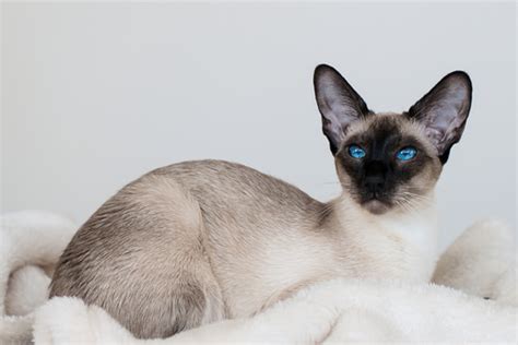 The thai cat breed comes from thailand, as you may have guessed from the name. 7 Cat Breeds From Thailand - iHeartCats.com
