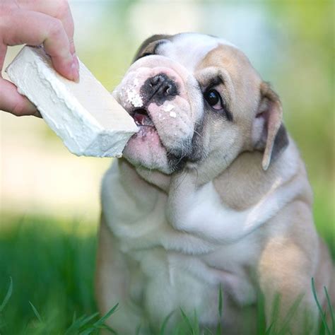 Ice cream can upset cats' stomachs. 8 Tips on How to Cool Down a Dog (With images) | Dogs, Can ...