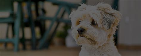 Train at home · free shipping · low monthly payments Why Becoming a Certified Dog Groomer is the Best Thing You ...