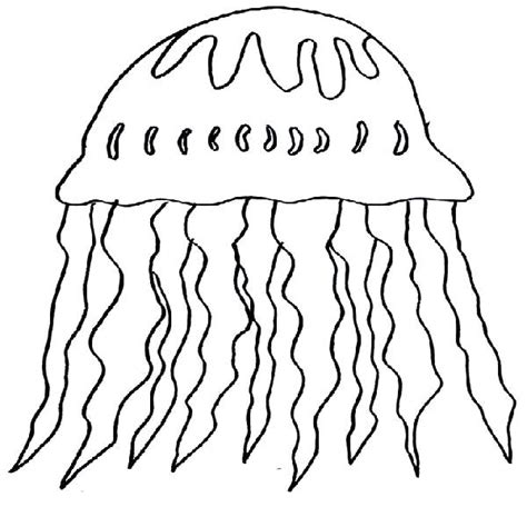Box Jellyfish Coloring Pages at GetDrawings.com | Free for ...
