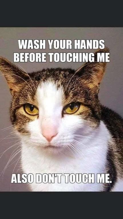 80 good morning memes to kickstart your day sayingimages com. Happy Caturday Meme : Happy Caturday Meme Guy - No titles ...