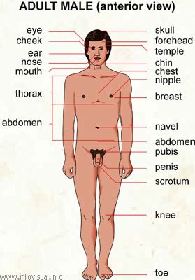 Body part names, leg parts, head parts, face parts names, arm body parts, parts of full hand. Human Body