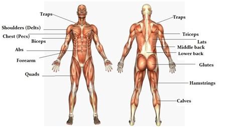 There are over 630 muscles in the human body; The massive muscle anatomy and body building guide you ...