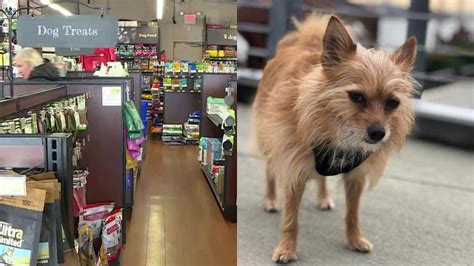 Either store the whole bag or pour food directly in the bpa and food safe container. Canadian pet food suppliers advocate for stores to be ...