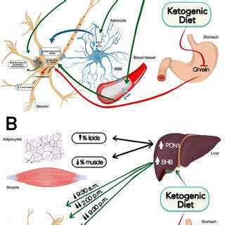 A scientific review of its benefits, plus 10 foods you'll eat. (PDF) Satiating Effect of a Ketogenic Diet and Its Impact ...