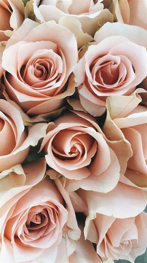 Yes, it can be intimidating to use in a bedroom design, a space that should be peaceful and relaxing or sensual and sexy. Pretty pink roses at the farmers market flower market. Spring pastel pink roses perfect f ...