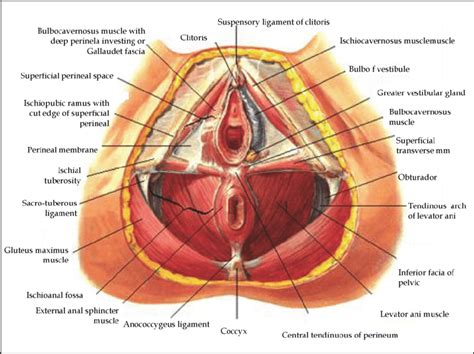 Removable female pelvis skeleton floor muscles model uterus ovary muscle organs modelteaching resources medical supplies. Pelvic Floor Muscle-Source-Atlas of Human Anatomy(Frank H ...