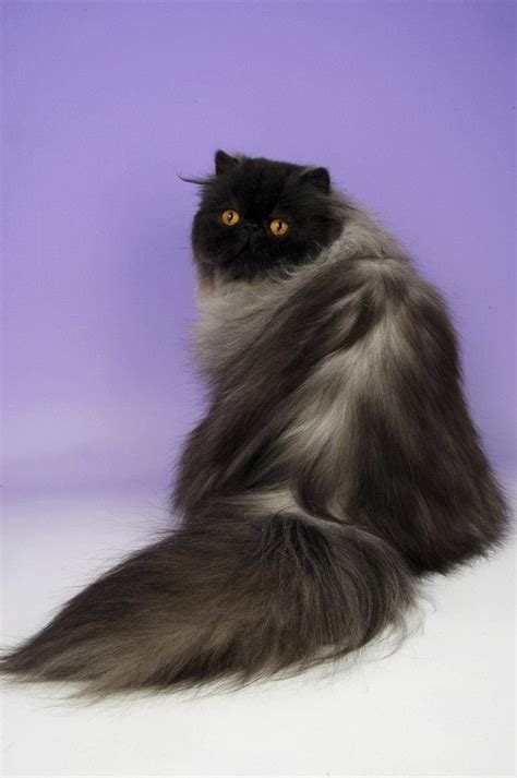 I go over everything we know so far ab. Unusual #Cat Breeds or different kinds of #cats. There so ...