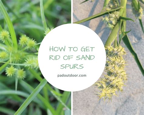 This could mean protecting your crops by wiring them off. How To Get Rid Of Sand Spurs? (2020 Guide) | Pad Outdoor