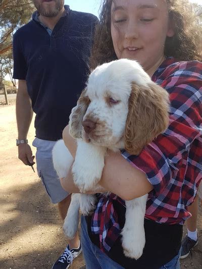 But i'm not sure how to get one that fits me. Puppy Litters - Aerofee Clumber Spaniels & Rottweilers