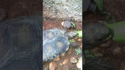 Jun 26, 2021 · cari benda berbeda dalam gambar ini, jawabannya ungkap seberapa introvert anda sama halnya dengan beberapa bangunan berikut yang menunjukkan potret desain dan bangunan dengan bentuk yang nyeleneh. Kura-kura darat si kaki gajah bagai sisa hewan purba - YouTube