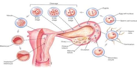 Zoology assumes that humans are animals; Process of Cleavage - Assignment Point