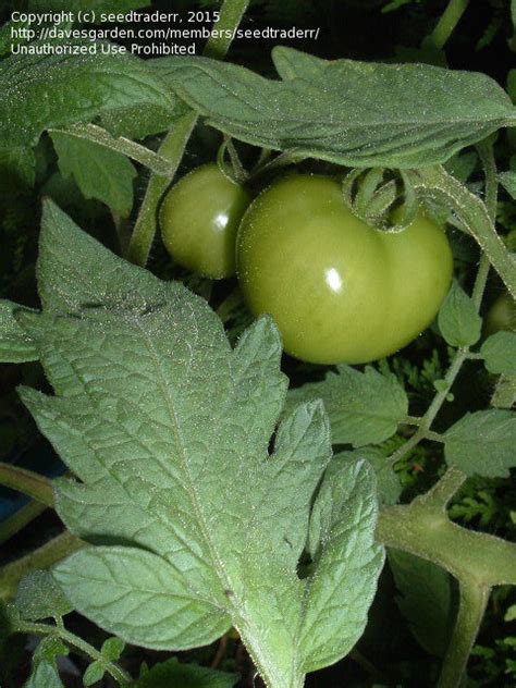 But, the pretty silvery fir tree, an heirloom from russia, is a tomato that should have a place in a container on your patio or deck in between the flowers! PlantFiles Pictures: Tomato 'Silvery Fir Tree ...