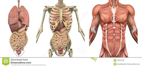 This diagram depicts torso muscles diagram. Human Torso Anatomy | Human body anatomy, Human anatomy ...