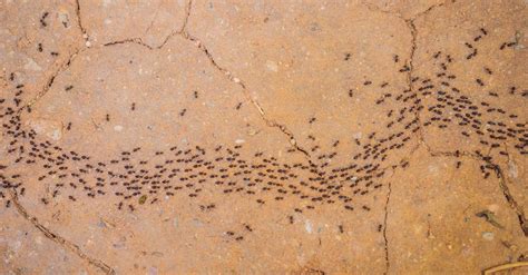Termite colonies can cause a lot of damage. Phoenix Pest Control: Common Spring Pests in Arizona ...