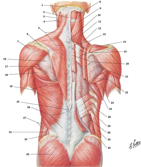 Detailed diagram of back muscles. Shoulder Muscle Diagram Back ~ DIAGRAM