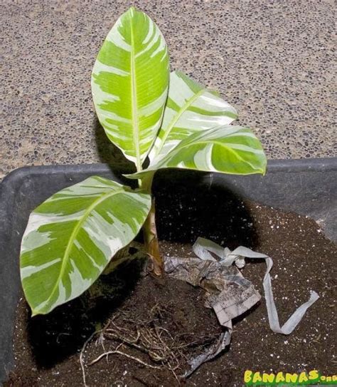 I think red bananas and the red banana plants appeal viscerally to people. Banana Listrada, Ae Ae Banana ( Musa a'e a'e) - Klima ...