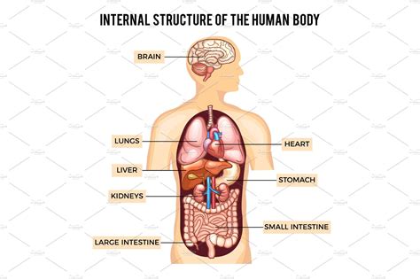 Human body and organs systems. Vector infographic ...
