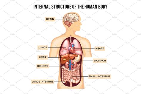 The human body is like a machine, uniquely designed and consisting of various biological systems, these systems are run by the internal organs of the body. Human body and organs systems. Vector infographic ...