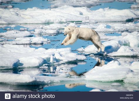 Mais à cause du réchauffement climatique, leur territoire fond, et leur accès à la nourriture se réduit aussi ! Ours Polaire Fonte Des Glaces - Pewter