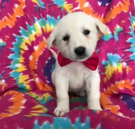 Qualitydogs.com does not guarantee, endorse, or screen the above listed great pyrenees puppies or breeders. Anatolian Shepherd-Great Pyrenees Mix puppy for sale in ...