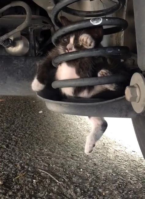 Anda mengalami masalah kereta tak boleh start bunyi tik tik jv auto lube hq. Tengah Drive Cuak Ada Bunyi Mengiau, Rupanya Anak Kucing ...