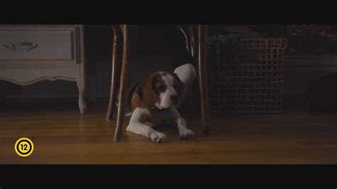 Miután bailey kutya oly sok élet után hazatalált az előző részben. A Kutya Négy Útja Online Film : Egy Kutya Negy Utja 2019 ...