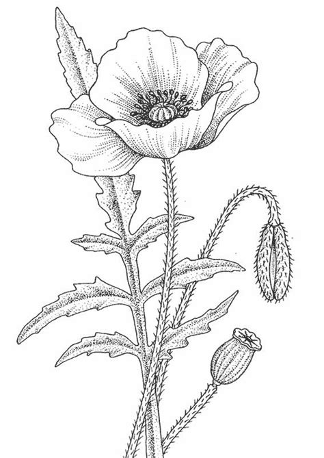 We collect the most beautiful landscapes, all types of animals, flowers, seasons, creatures and a lot of images from mountains, forests, beaches or rivers. Free printable Poppy coloring pages